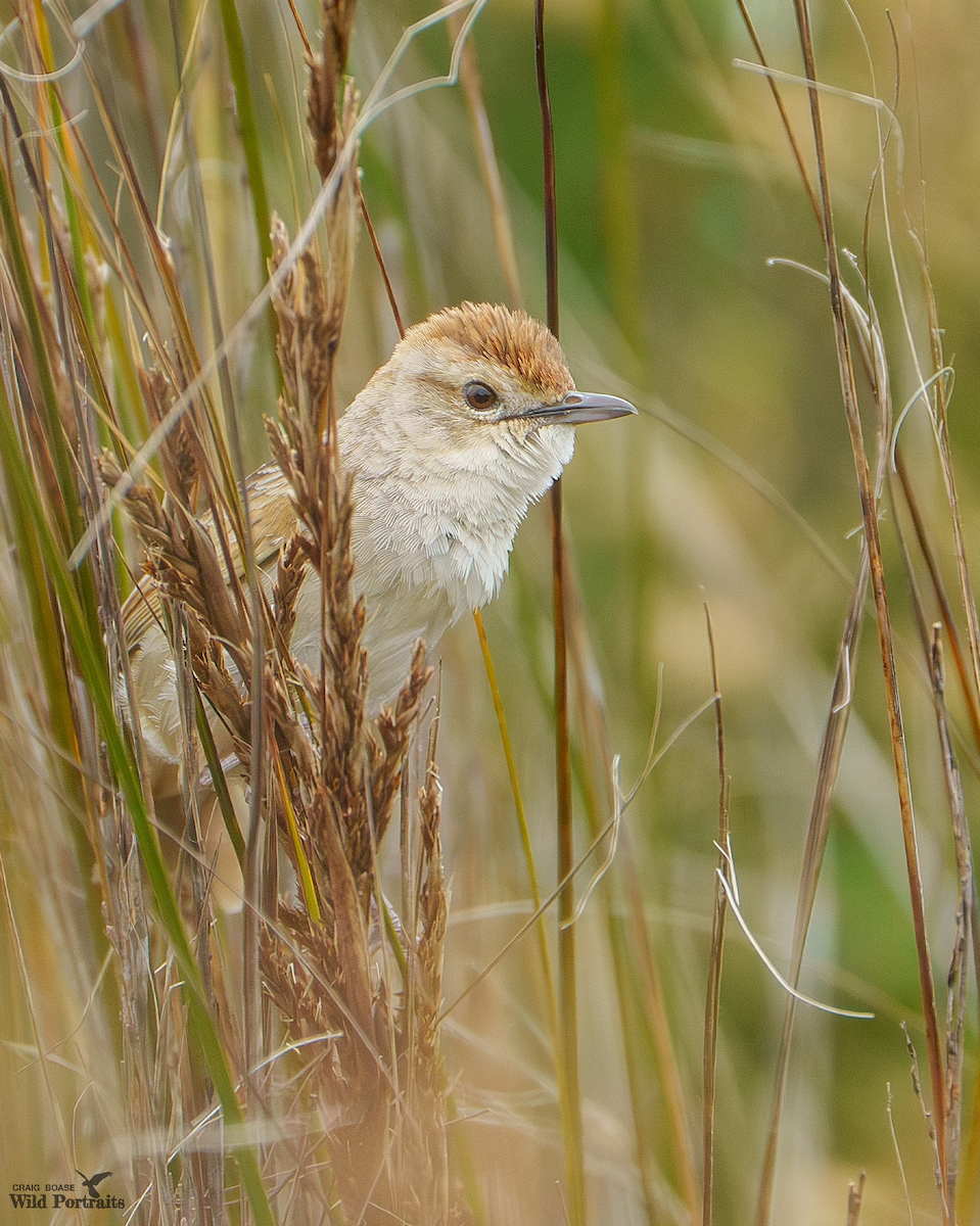 nymfesanger - ML644800091