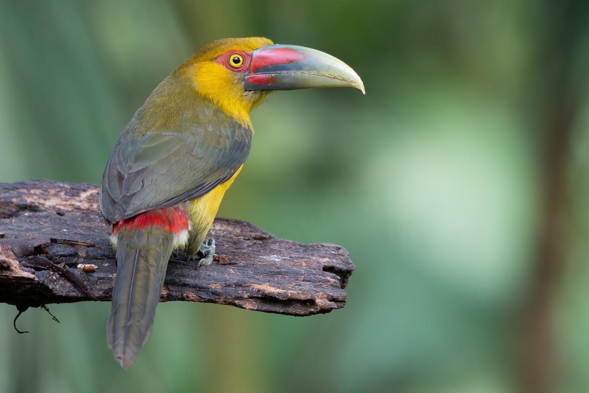 arassari zlatý - ML644800100