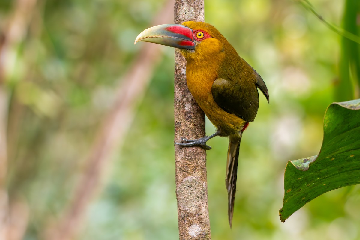 arassari zlatý - ML644800101