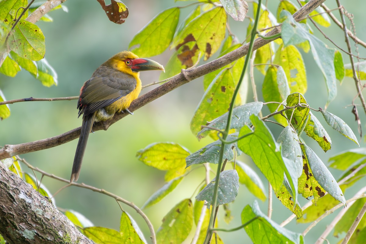 arassari zlatý - ML644800102