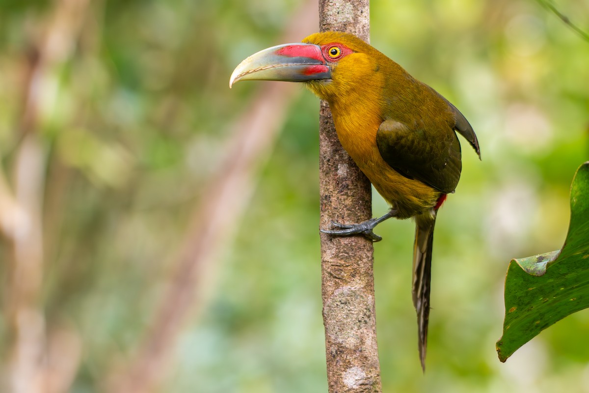 arassari zlatý - ML644800104