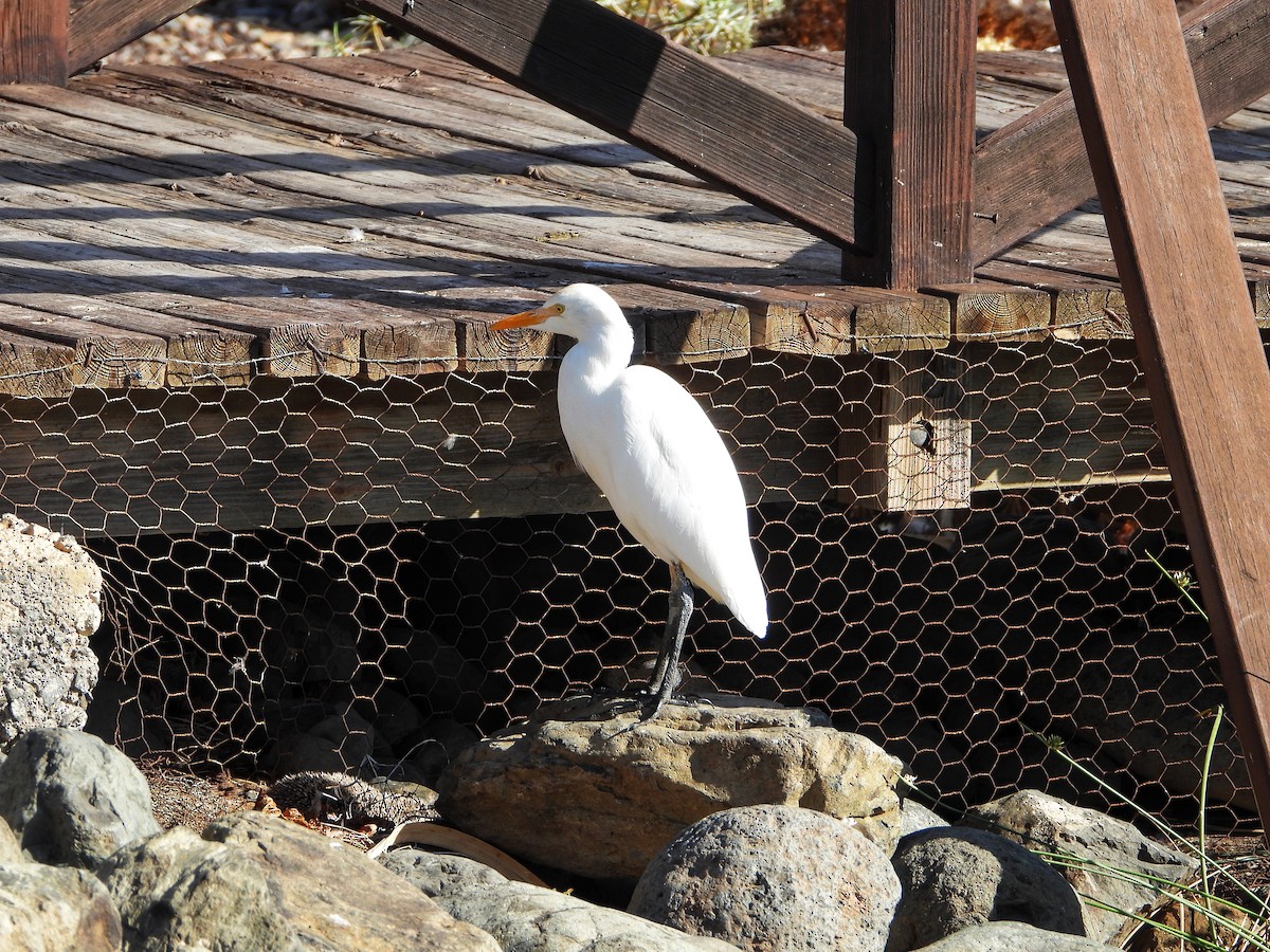 volavka rusohlavá - ML644800106