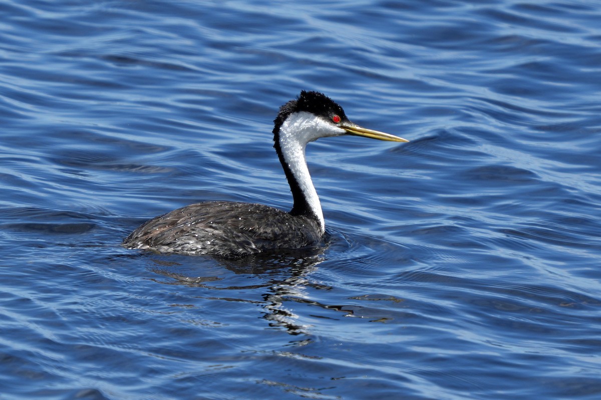 potápka západní - ML644800108