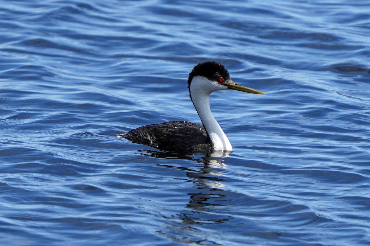 potápka západní - ML644800109