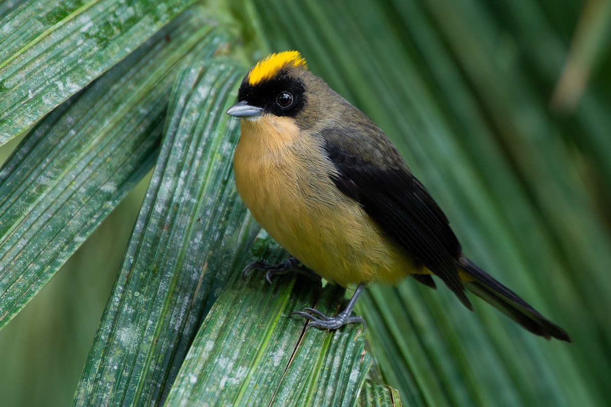 Black-goggled Tanager - ML644800113