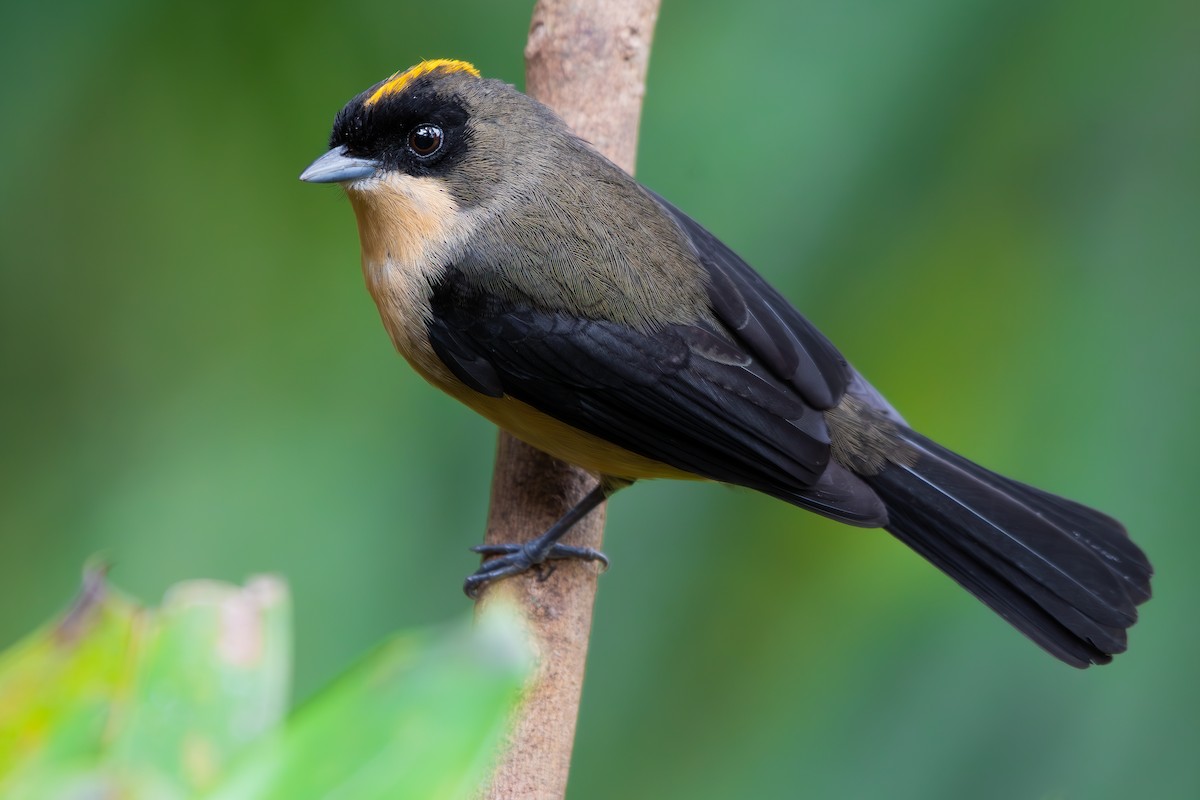 Black-goggled Tanager - ML644800114