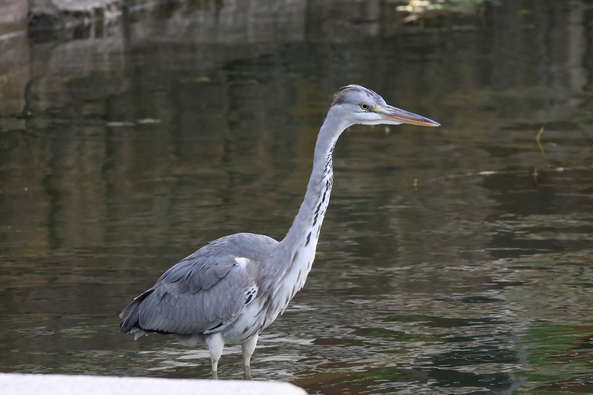 Gray Heron - ML644800116