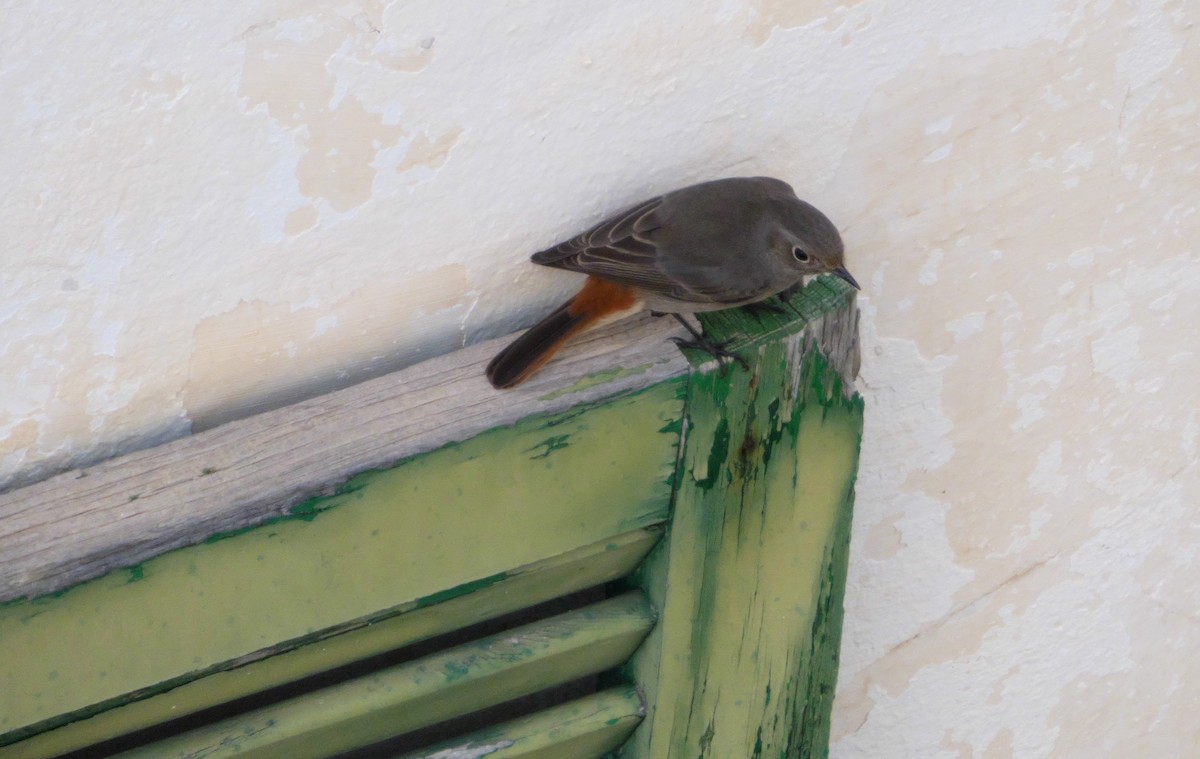 rehek domácí - ML644800117