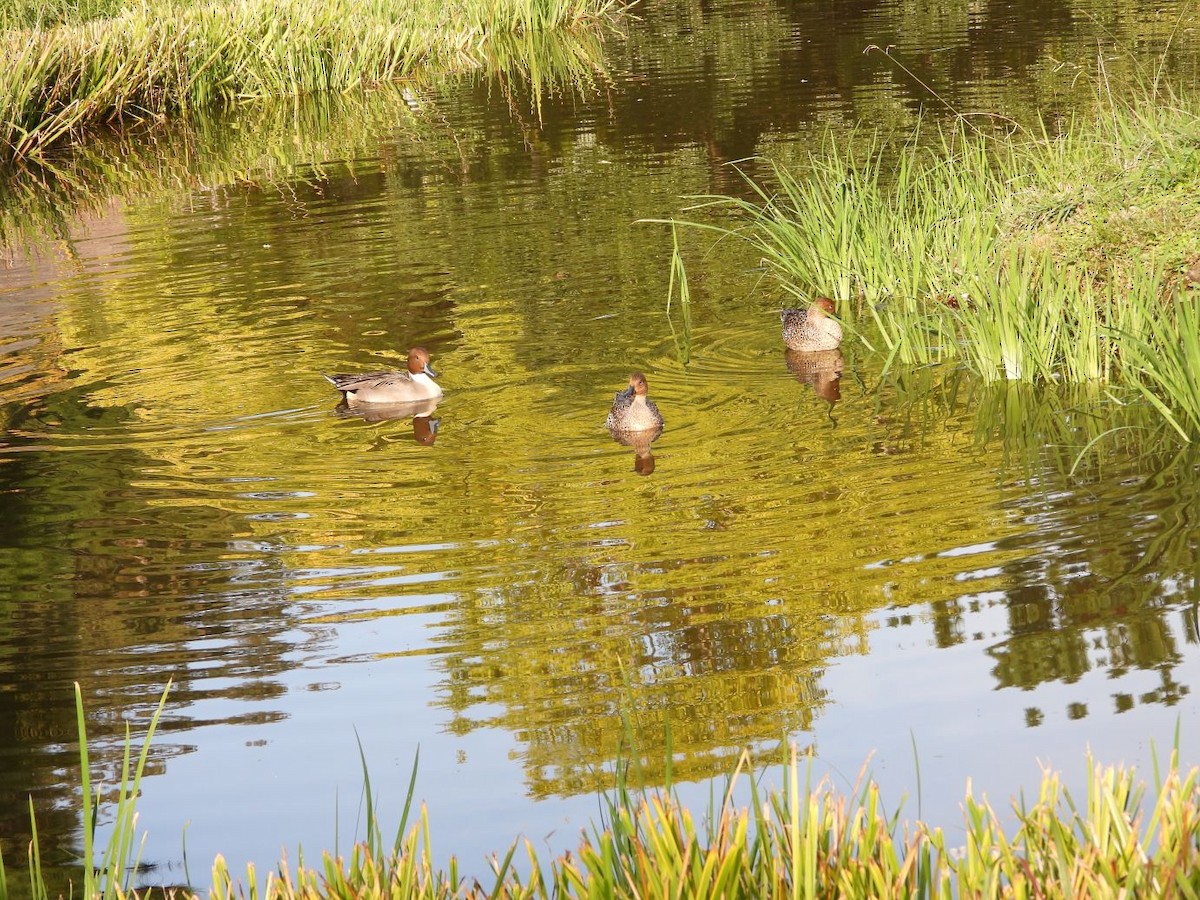 ostralka štíhlá - ML644800120