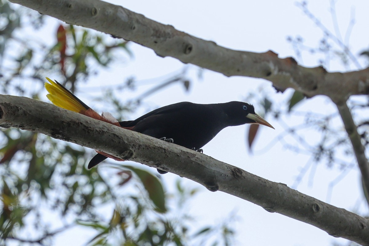 Crested Oropendola - ML644800121