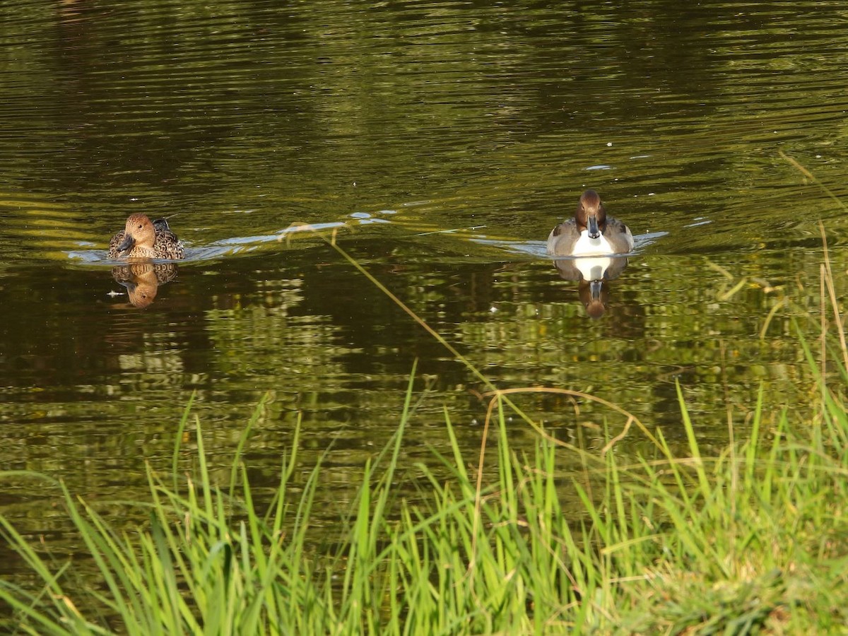 ostralka štíhlá - ML644800122