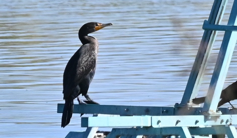 kormorán ušatý - ML644800124