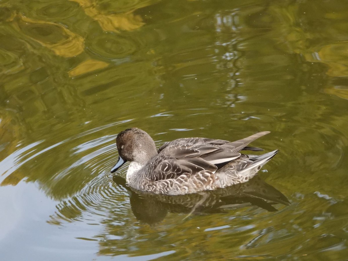 ostralka štíhlá - ML644800125