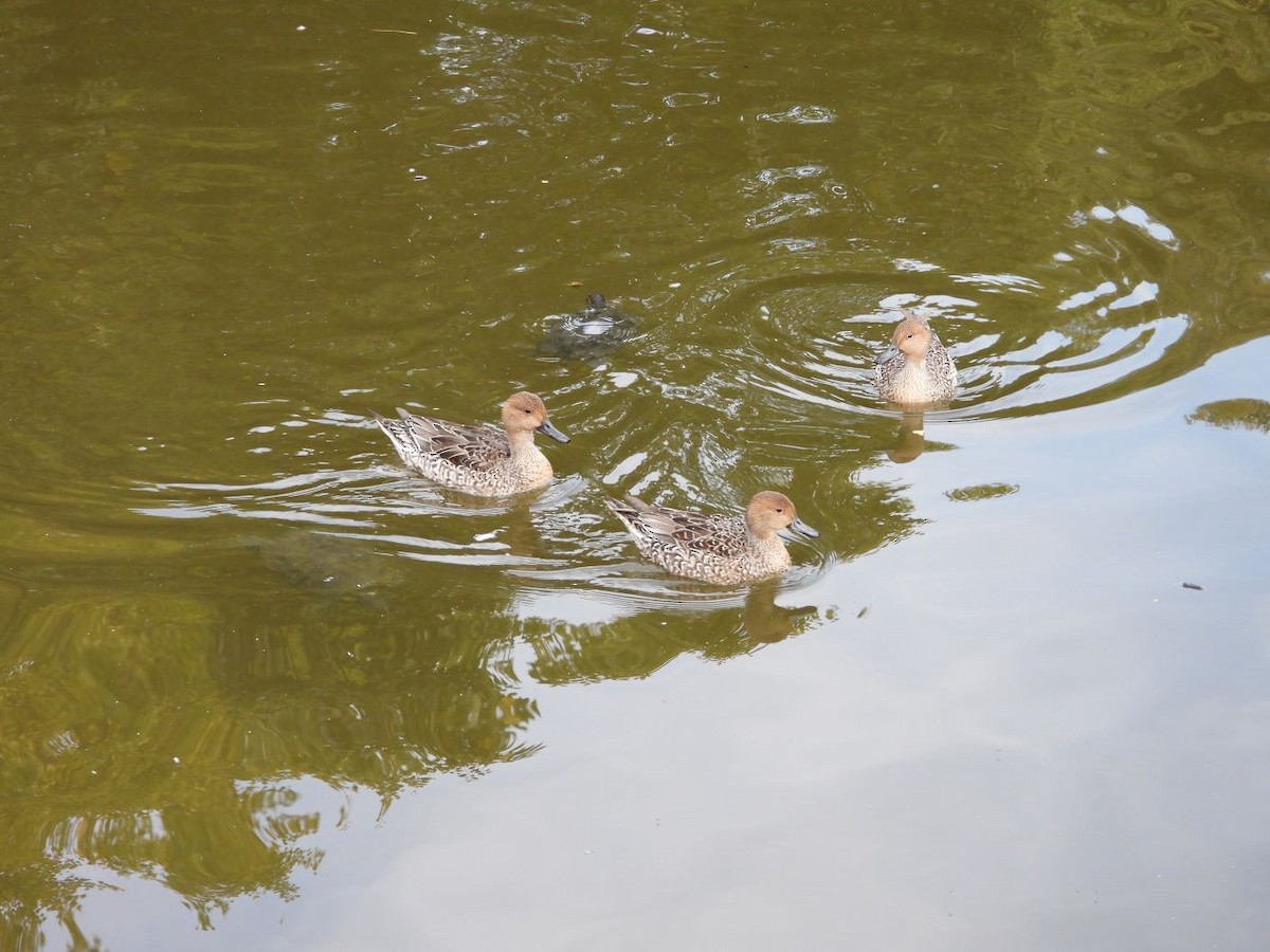 ostralka štíhlá - ML644800126