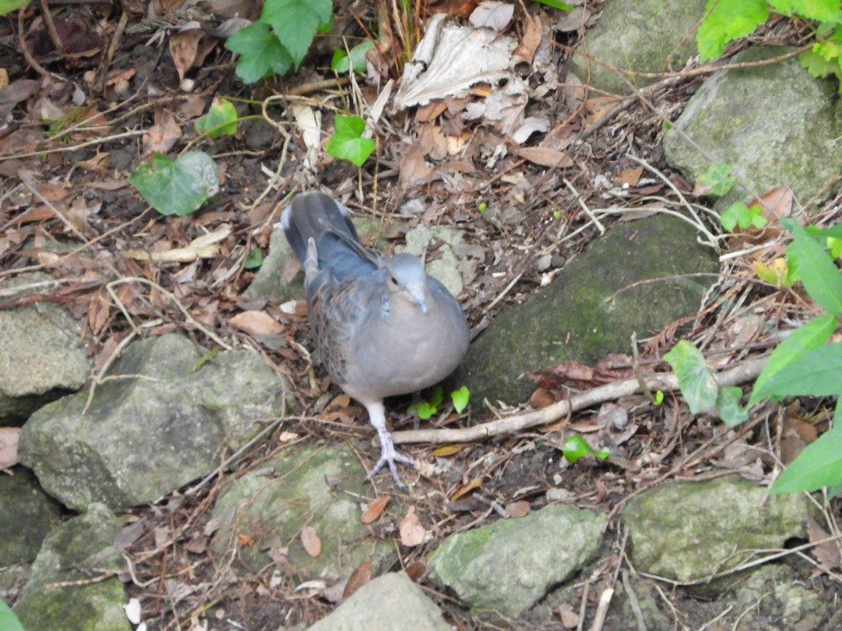 hrdlička východní - ML644800127