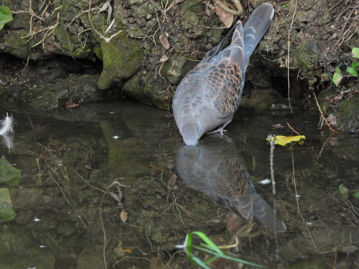 hrdlička východní - ML644800128