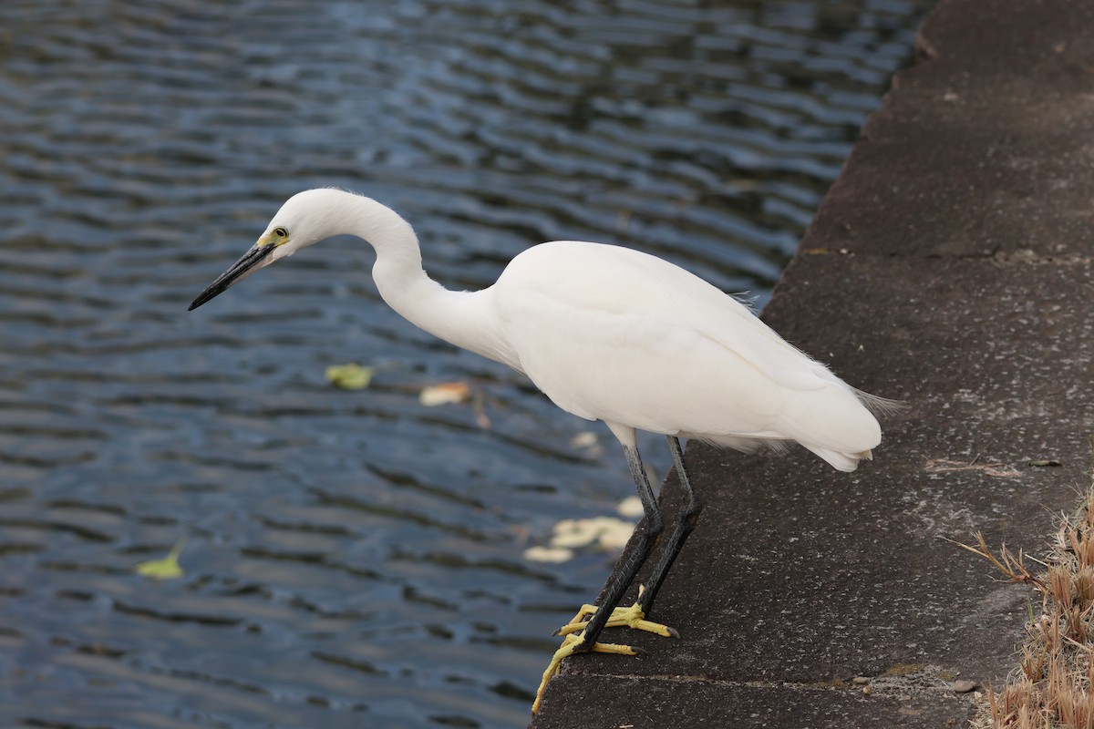 Little Egret - ML644800129