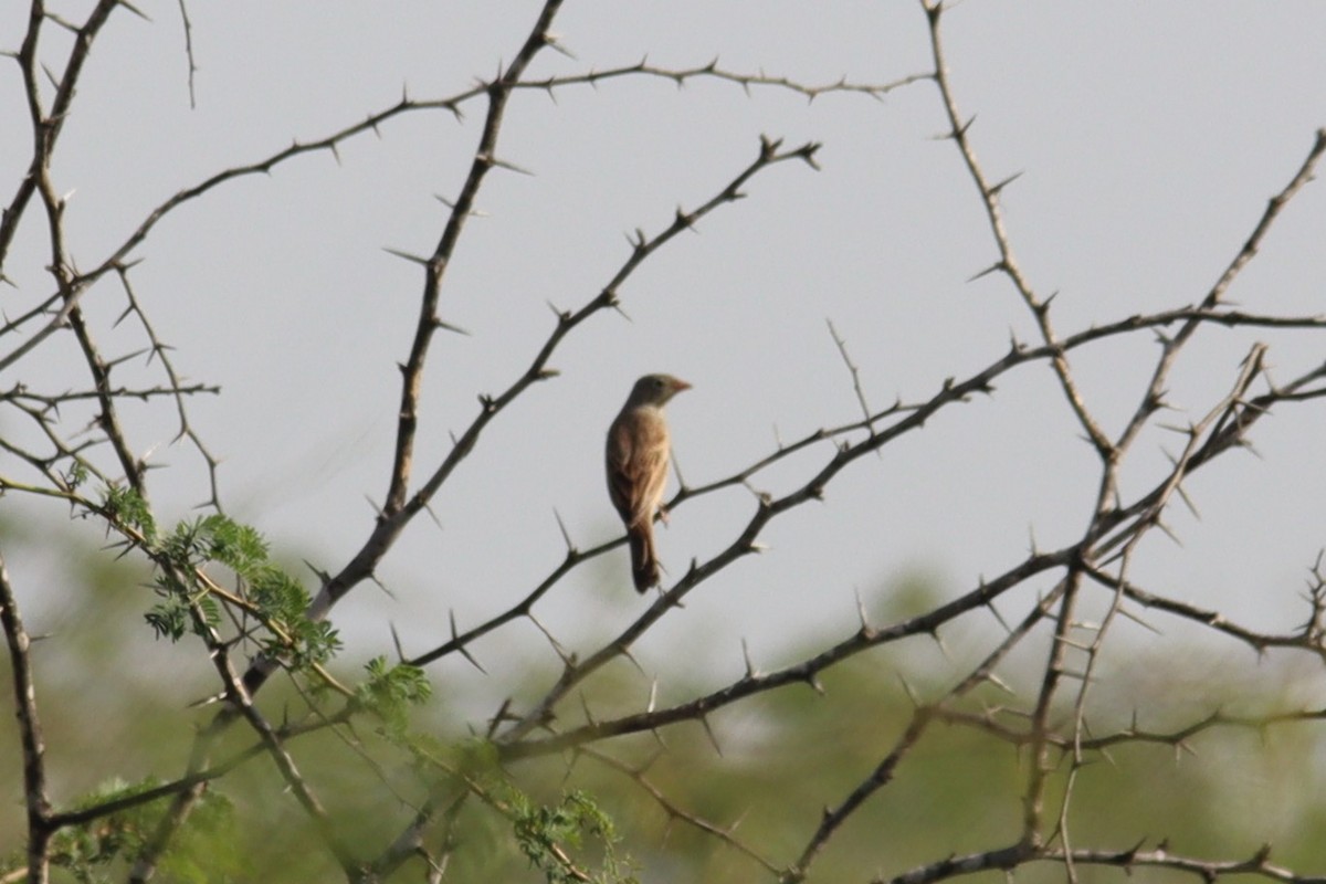 strnad pustinný - ML644800130