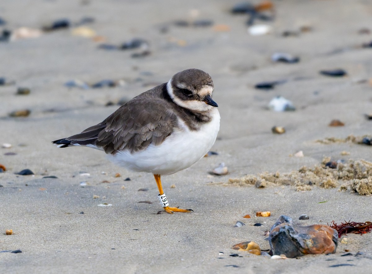 kulík písečný - ML644800131