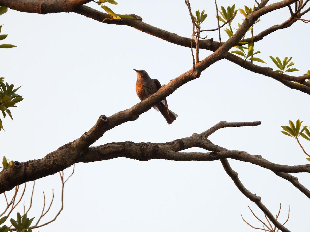 Brown-eared Bulbul - ML644800132