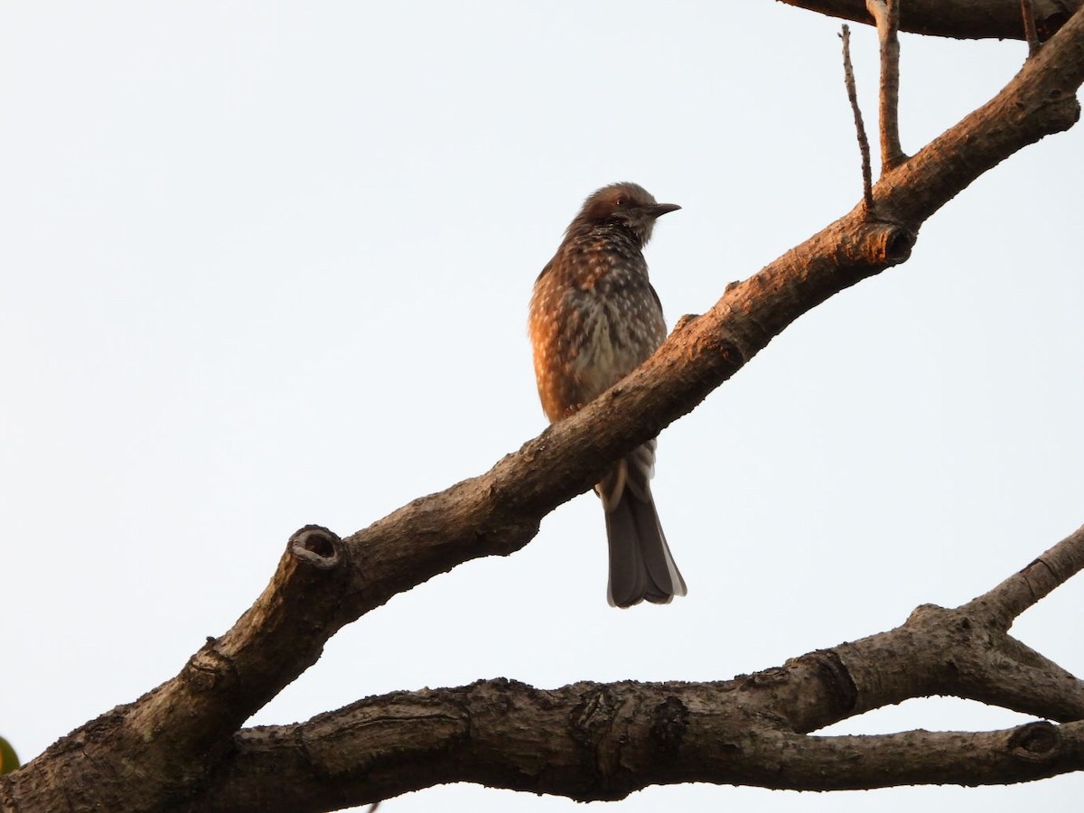 Brown-eared Bulbul - ML644800133