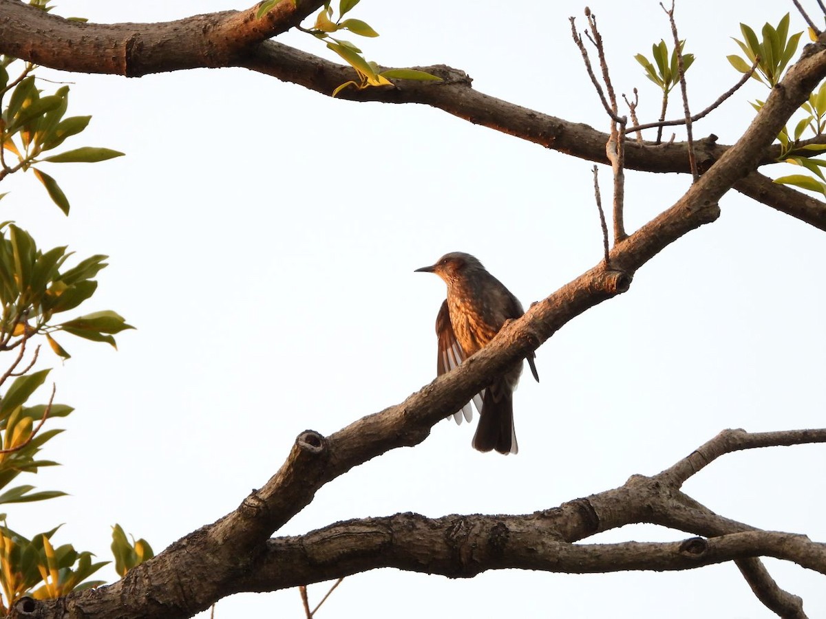 Brown-eared Bulbul - ML644800134