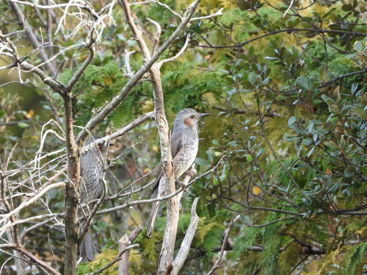 Brown-eared Bulbul - ML644800136