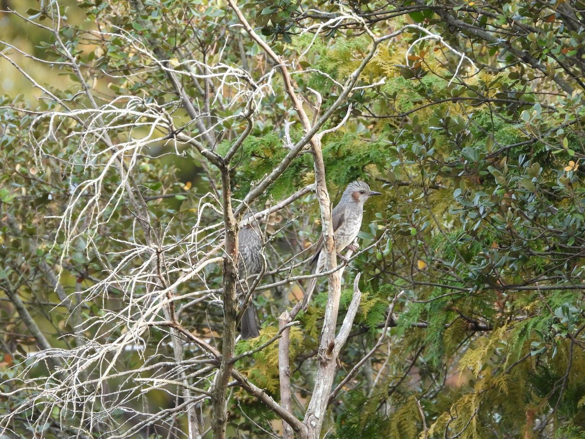 Brown-eared Bulbul - ML644800137
