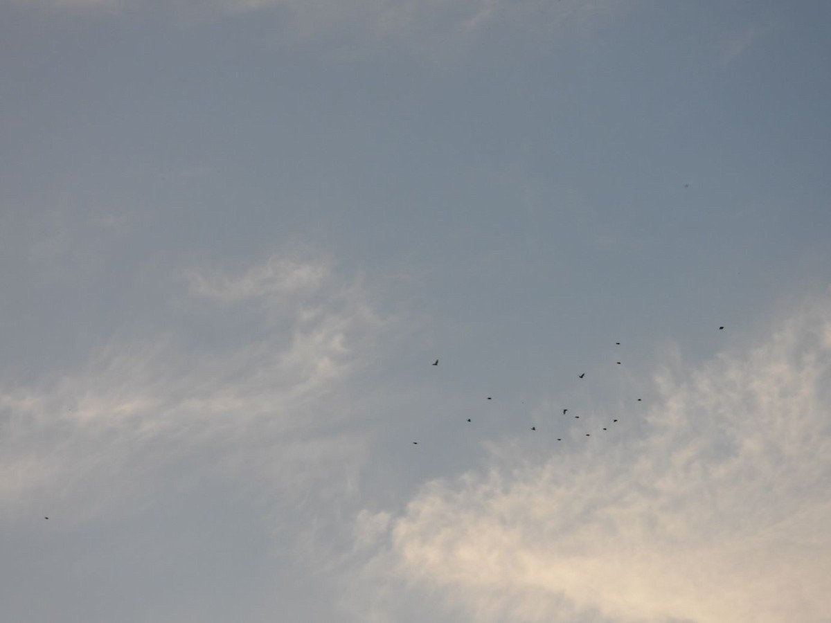 špaček východní - ML644800138