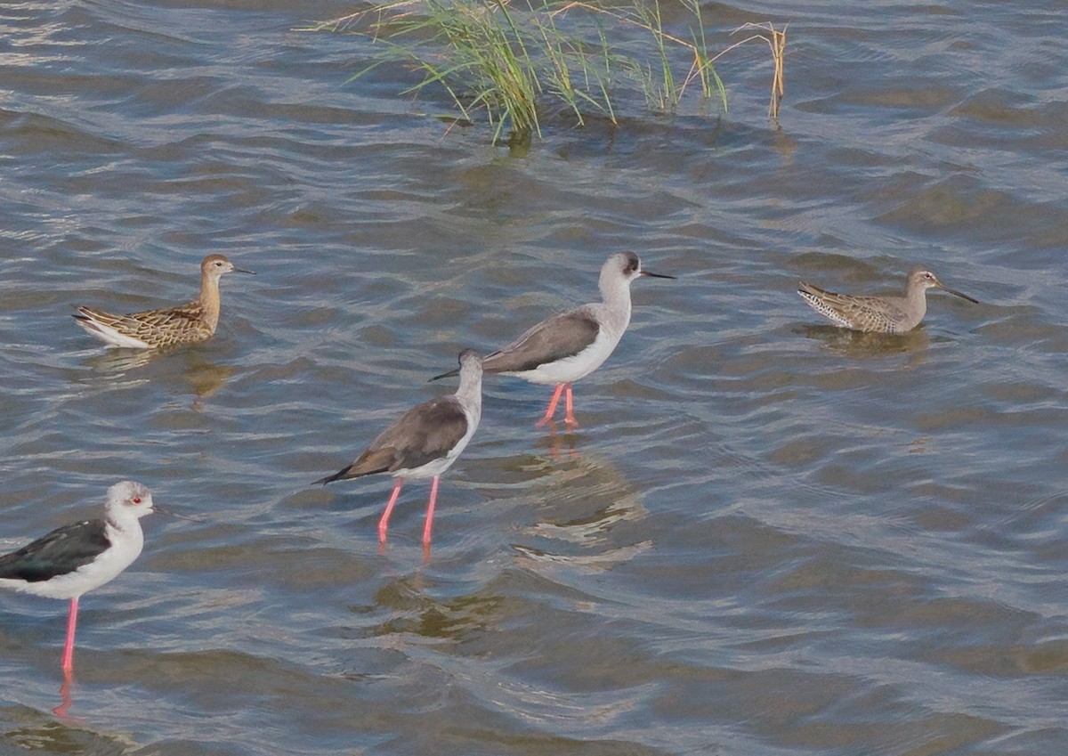 Long-billed Dowitcher - ML644800142