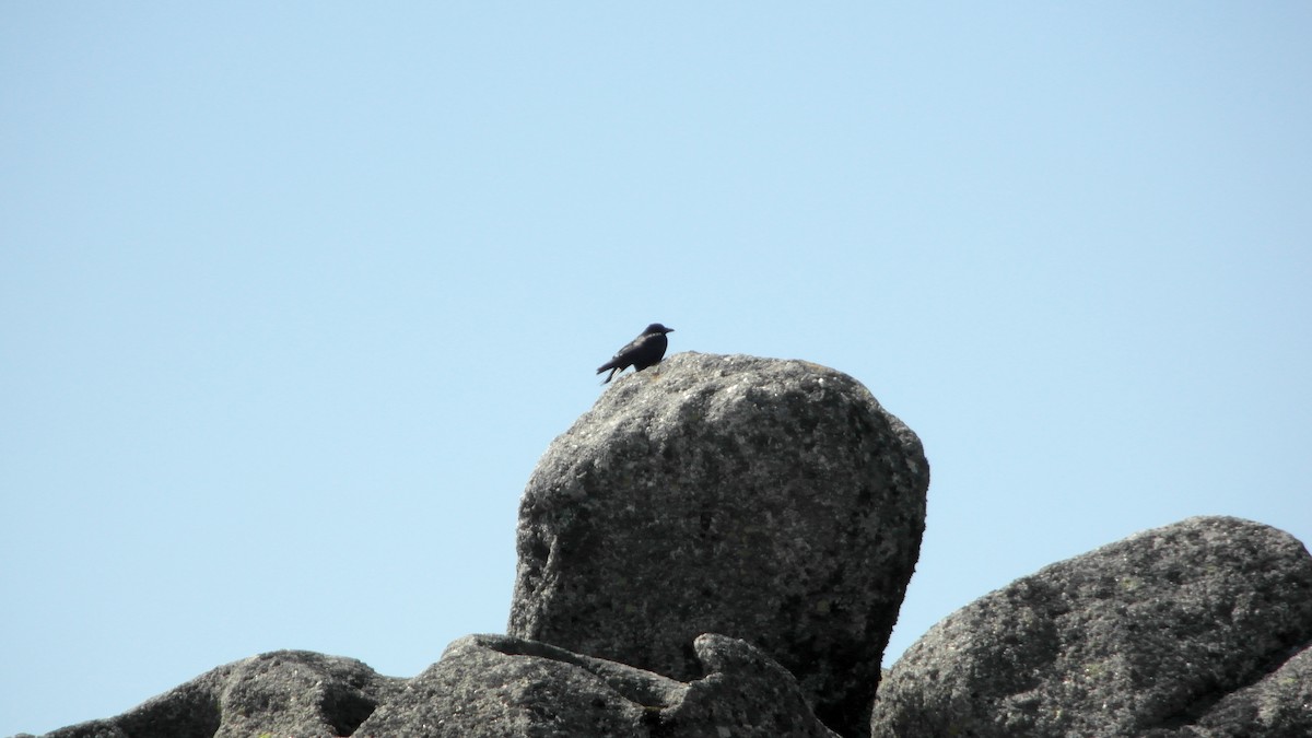 Erroi handia - ML644800153