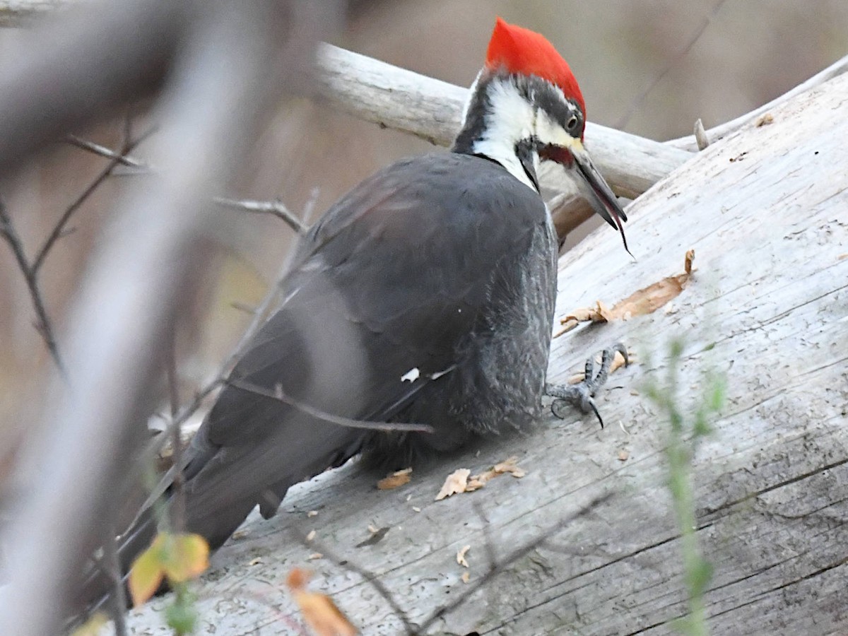 Жовна північна - ML644800164