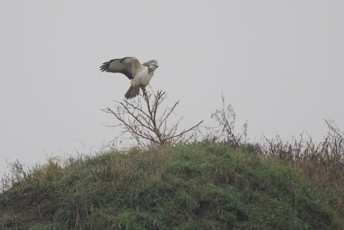 Common Buzzard - ML644800200