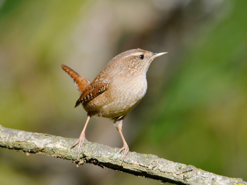 Eurasian Wren - ML644800210