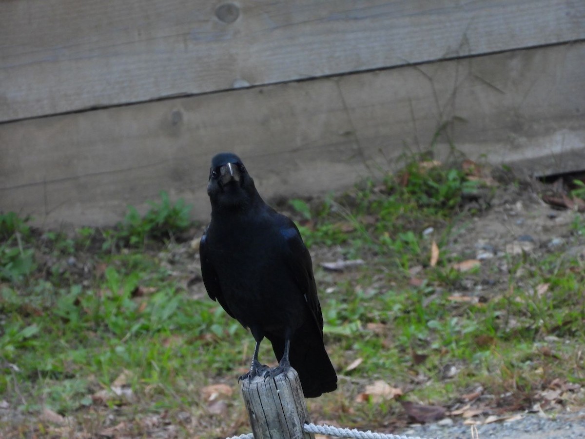 Large-billed Crow - ML644800223