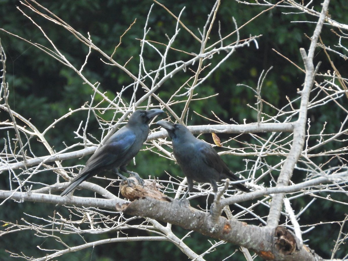 Large-billed Crow - ML644800224
