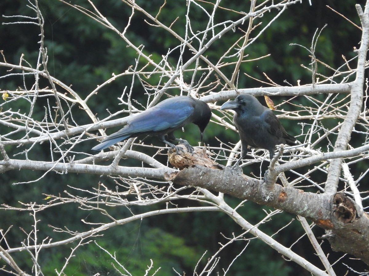 Large-billed Crow - ML644800225