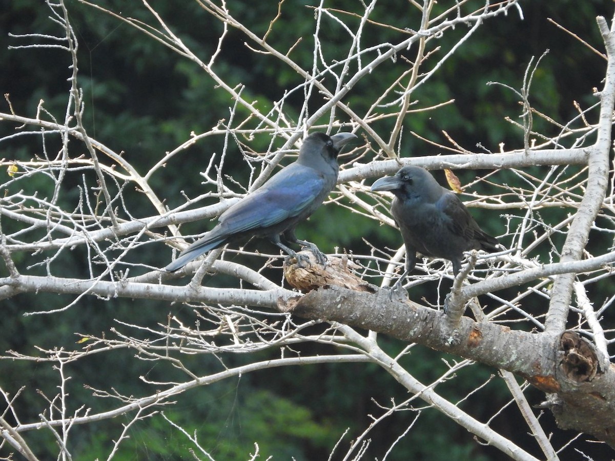 Large-billed Crow - ML644800226