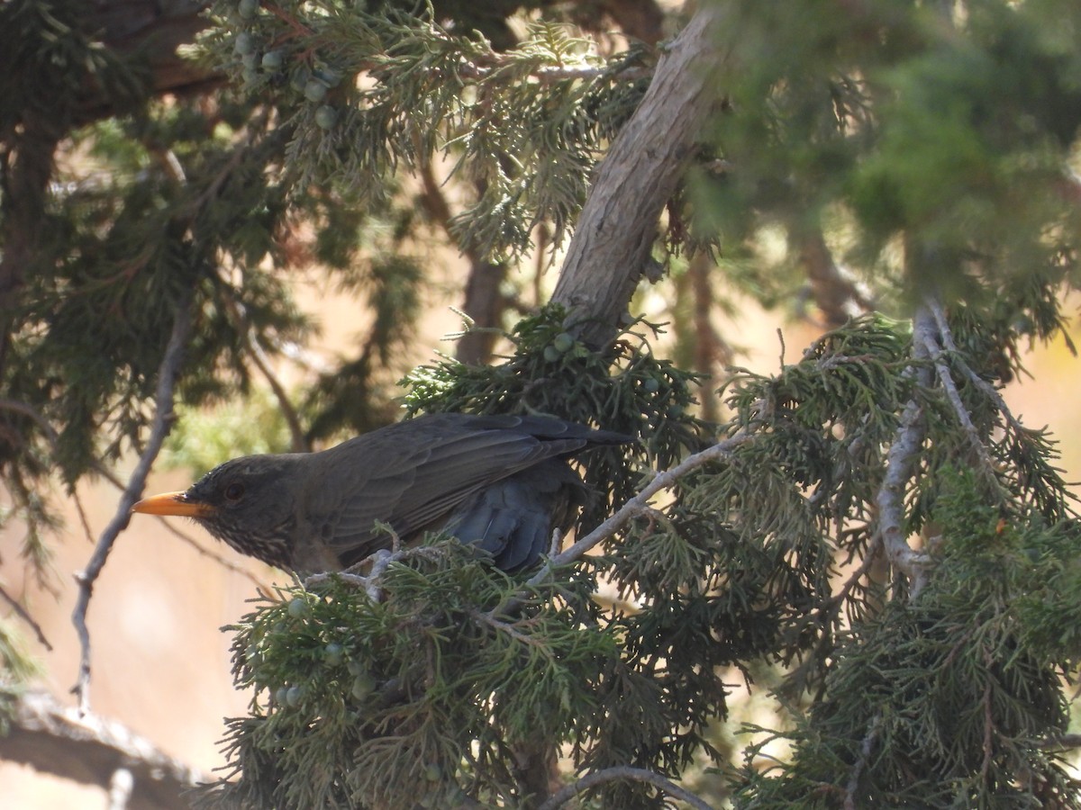 Yemen Thrush - ML644800252