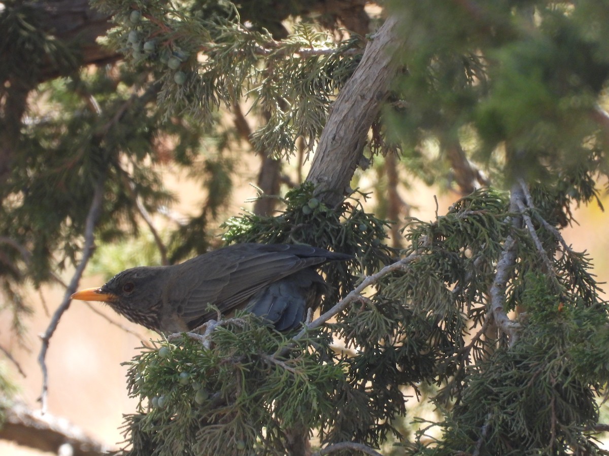 Yemen Thrush - ML644800253