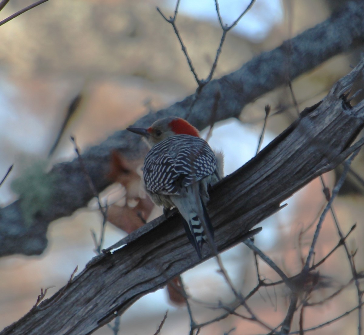 Red-bellied Woodpecker - ML644800258