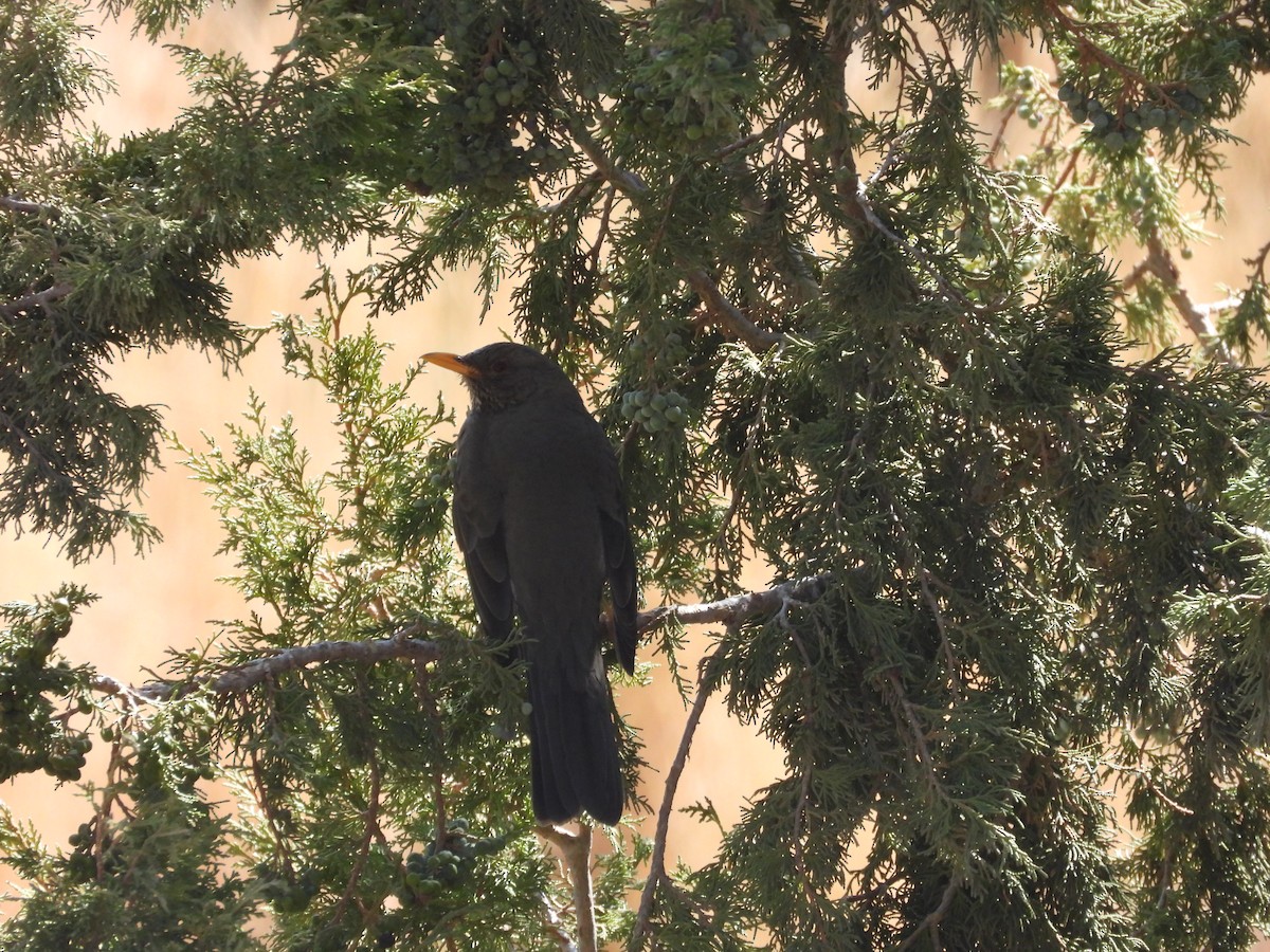 Yemen Thrush - ML644800274