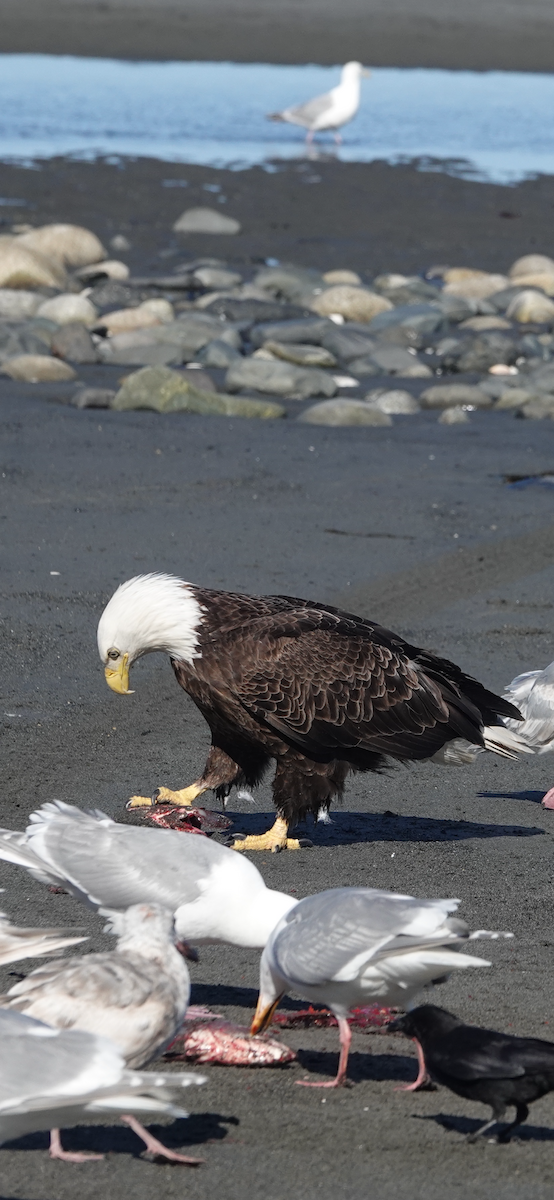 Bald Eagle - ML644800279