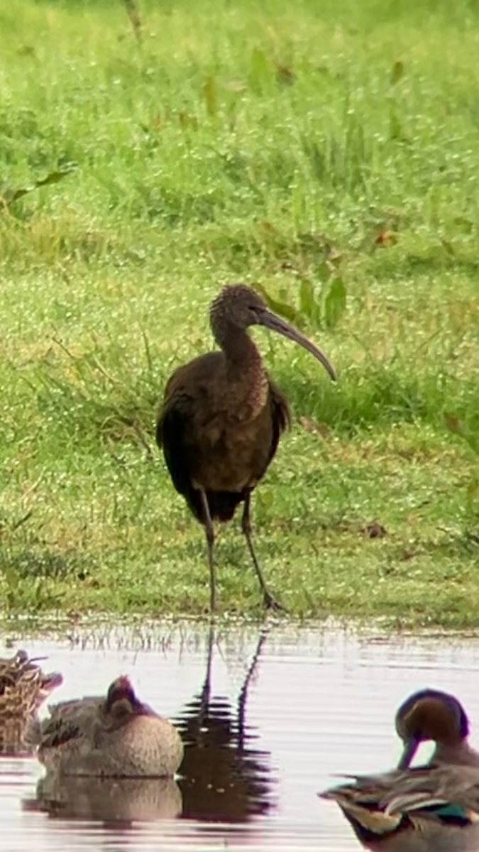 Glossy Ibis - ML644800306