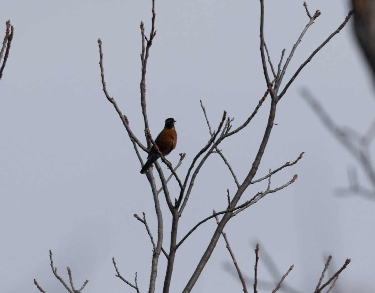 drozd stěhovavý - ML644800327