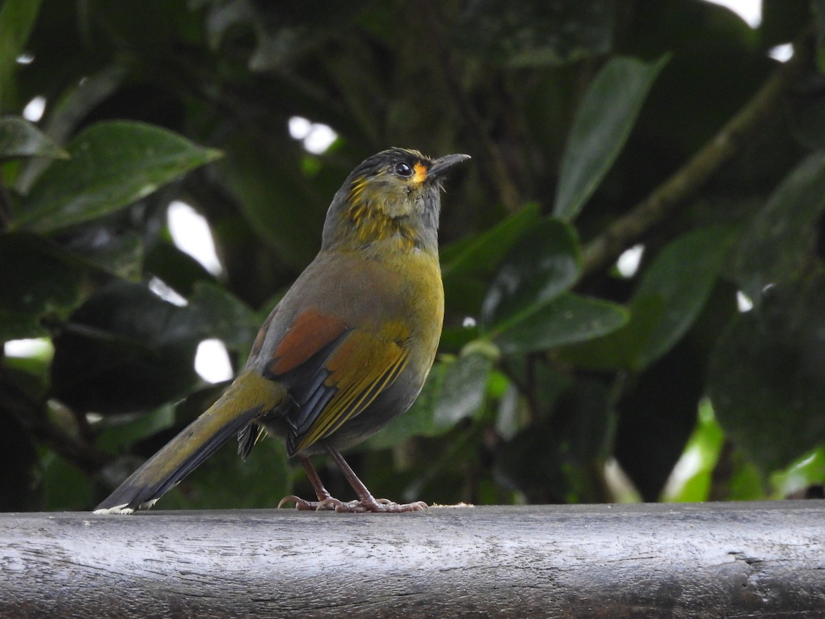 Taiwan Liocichla - ML644800330