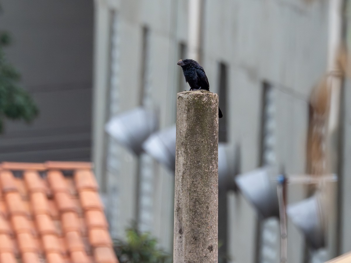 Smooth-billed Ani - ML644800336