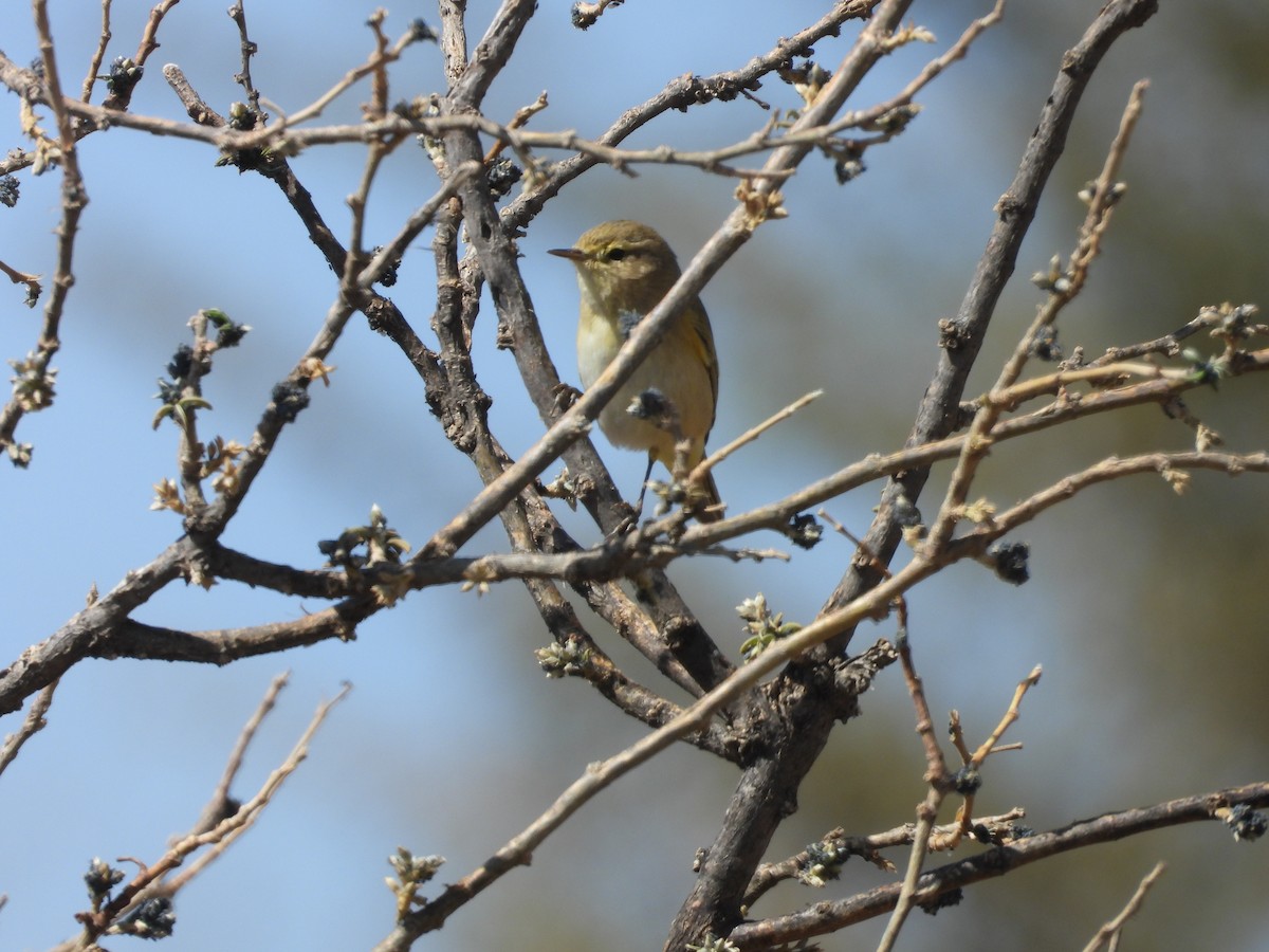 Brown Woodland-Warbler - ML644800345
