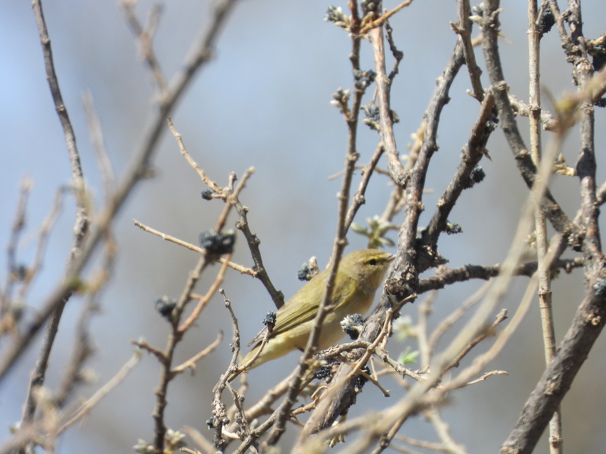 Brown Woodland-Warbler - ML644800346