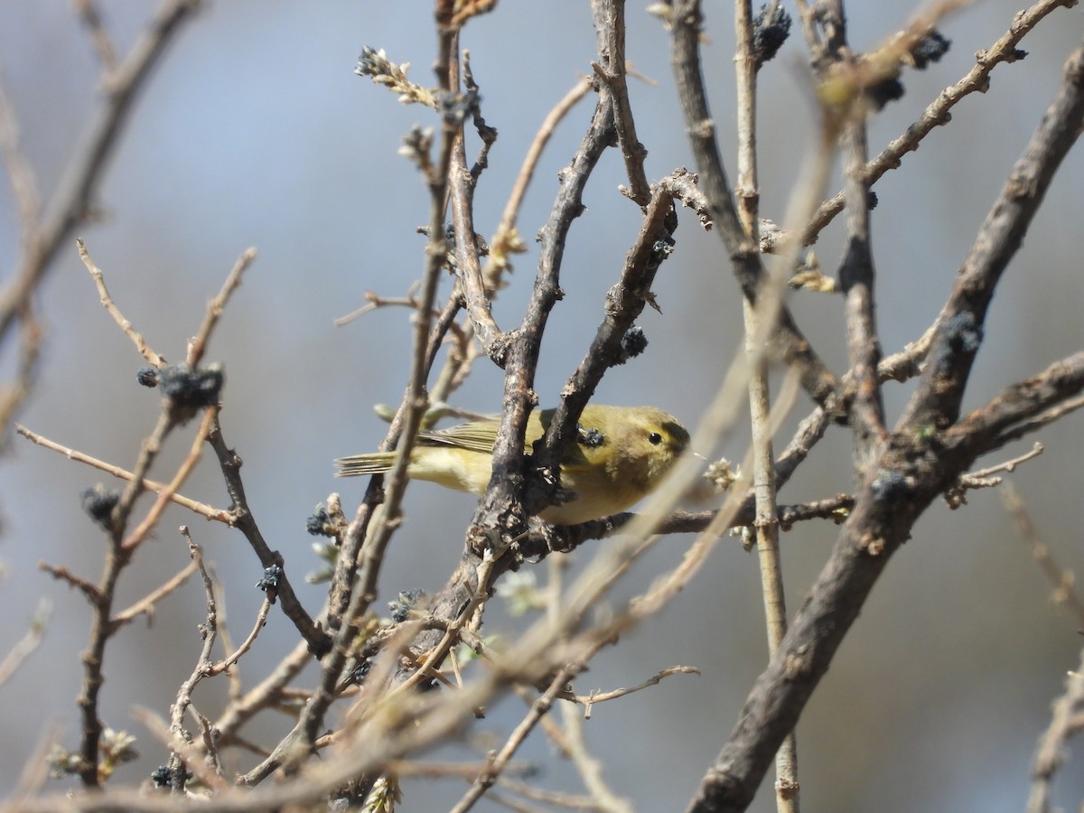 Brown Woodland-Warbler - ML644800347